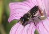 Megachilini inconnu